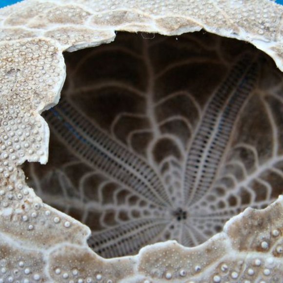 Sea Urchin pendant set- on .925 adjustable chain AND EARRINGS! - Picture 2 of 13